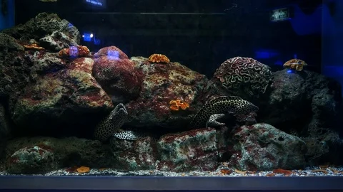 Sea eels in fish tank, Aquarium decorati, Stock Video