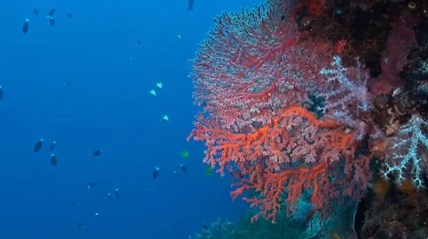 Sea fan on a wall Stock Footage 41716042