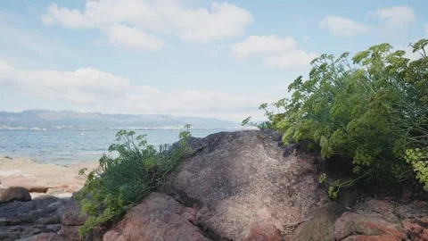 Sea fennel growing between the rocks of a beach Видео 283772693