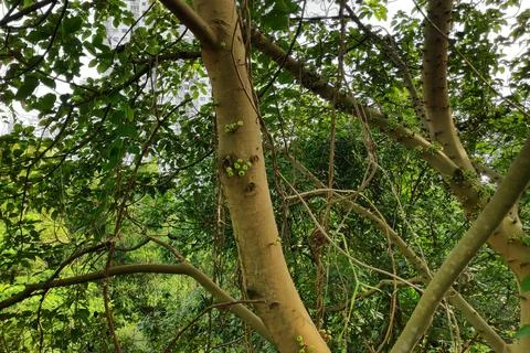 Sea figs in the tree Stock Photos
