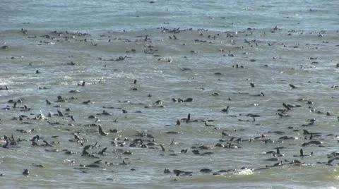 Sea filled with seals Stock Footage 12147154