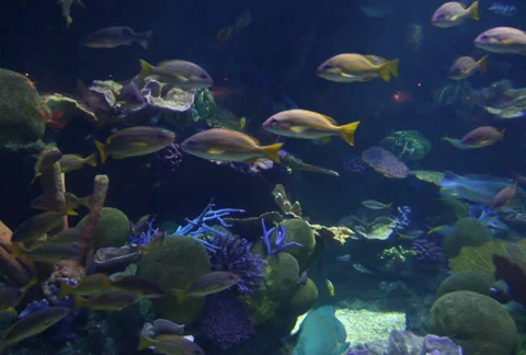 Sea fish in aquarium Stock Footage 35884352