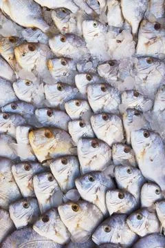 Sea fish background 스톡 사진