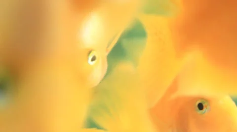 Sea fish Stock Footage 24964376