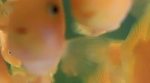 Sea fish Stock Footage 27090096