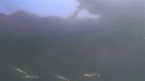 Sea Fish Stock-Footage 68345785