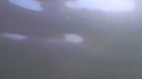 Sea Fish Stock-Footage 68345798