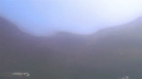 Sea Fish 스톡 동영상 68345817