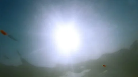 Sea Fish Stock-Footage 68345852