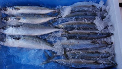 Sea fish Stock Footage 73585307