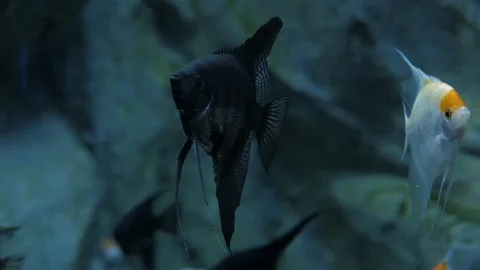 Sea fish Stock Footage 105427479