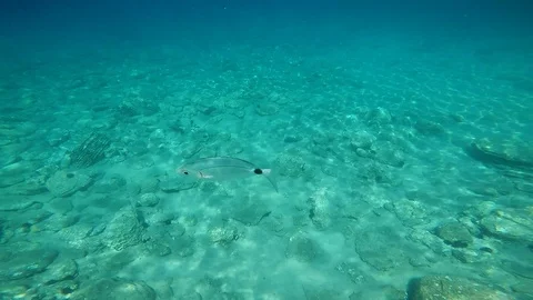 Sea Fish Stock Footage