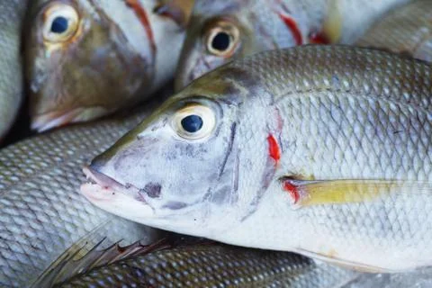 Sea fish head backround Stock Photos