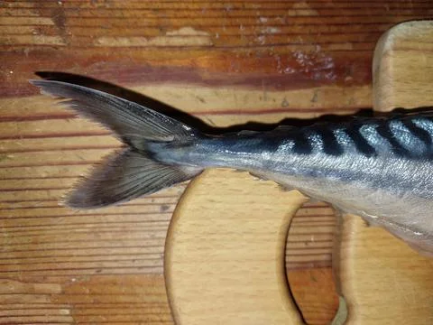 Sea fish mackerel on the table 스톡 사진
