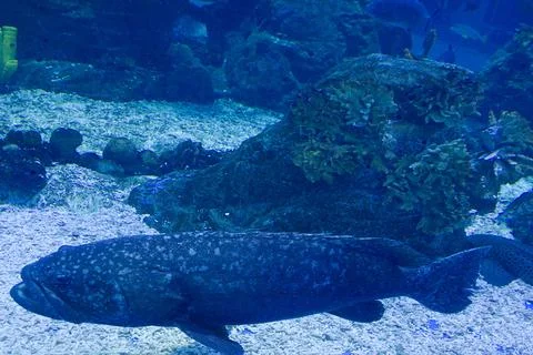 Sea fish moray eel under water Stock Photos