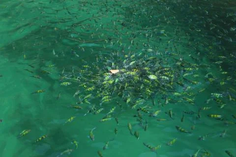 Sea fish Foto stock