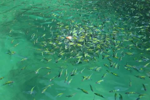 Sea fish Stock Photos