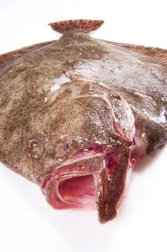 Sea fish Stock Photos