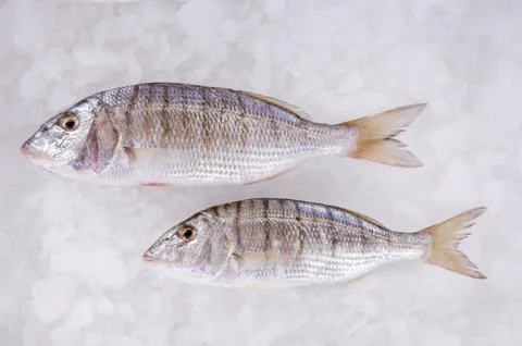 Sea Fish Stock Photos