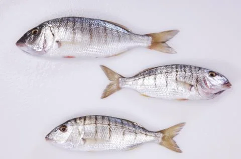 Sea Fish Stock Photos
