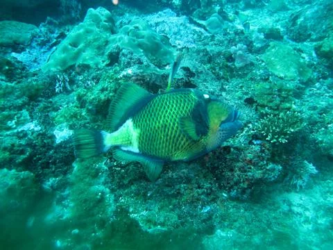 Sea fish Stock Photos