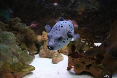 Sea fish 스톡 사진