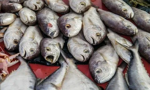 The sea fish Stock Photos