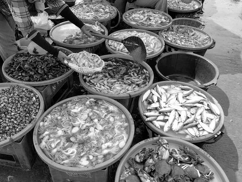Sea fish Stock Photos