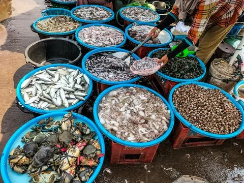 Sea fish 库存照片