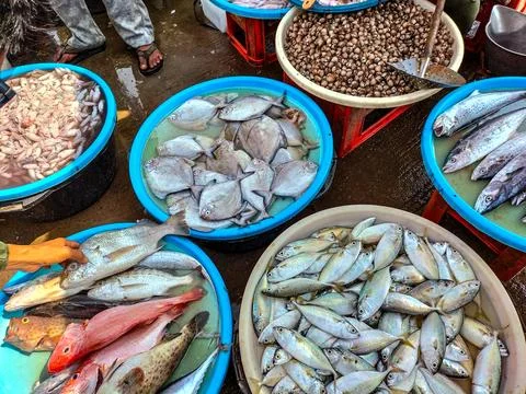 Sea fish Stock Photos