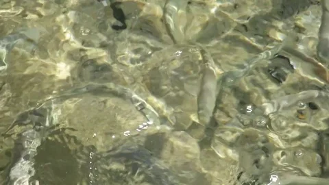 Sea fish on the seashore in the herd Video stock 81149684