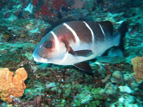 Sea fish snapper Stock Photos