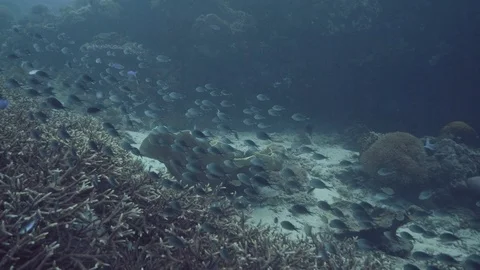 Sea fish swimming over coral reef and seaweed on sea bottom underwater view Stock Footage 100933853