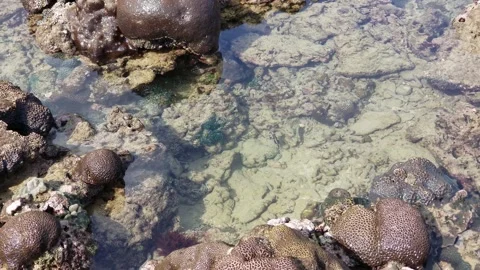 Sea ​​fish trapped between rocks Stock Footage 206373211