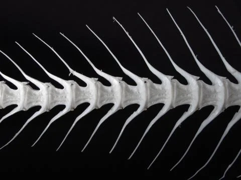 Sea fish white bone Stock Photos