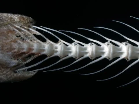 Sea fish white bone Stock Photos