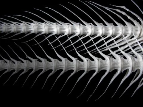 Sea fish white bone Stock Photos