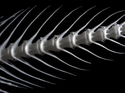 Sea fish white bone Stock Photos