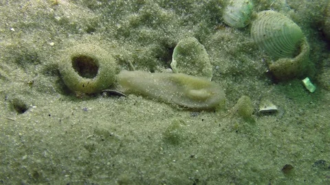Sea flatworm (Planaria sp.) Stock Footage