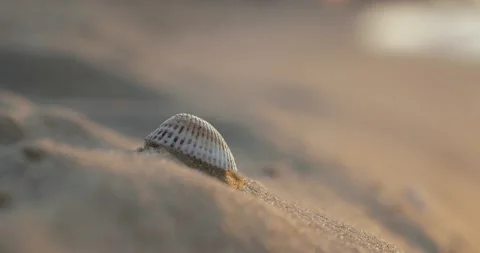 The sea flea crawled onto the Large White Seashell and then jumped off it Stock Footage 135417717