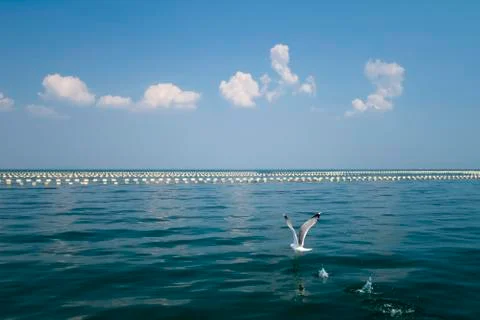 Sea flight Stock Photos