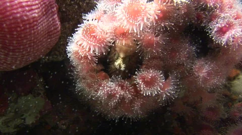 Sea floor 3 Stock-Footage 491530