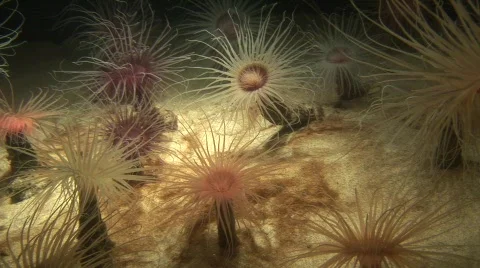 Sea floor 5 스톡 동영상 491563