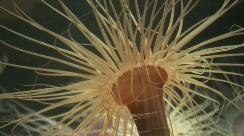 Sea floor 7 Stock-Footage 491571