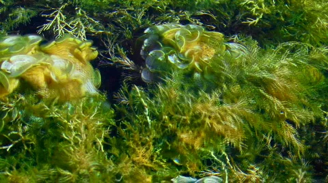 Sea Flowers Stockbeeldmateriaal 584977
