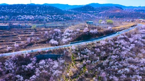 A sea of flowers on the hillside Video stock 119701037