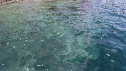 Sea fly under the water Video stock 76523818