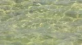 Sea HD Footage