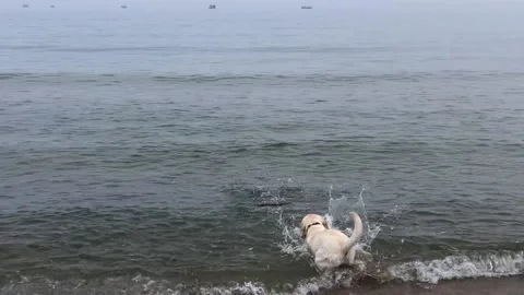 Sea Vidéo 204815959