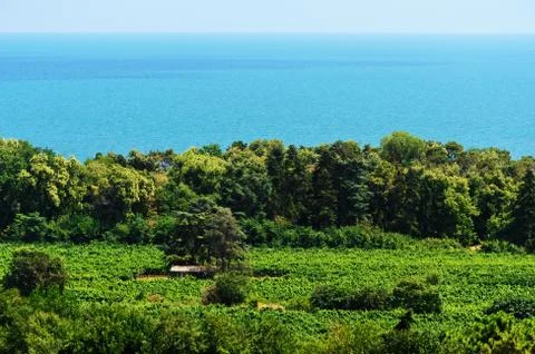 Sea, Forest, Field Stock Photos